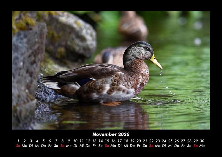Produktbild: Enten 2026 Fotokalender DIN A3
