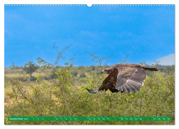 Produktbild: Greifv&ouml;gel - wild und sch&ouml;n (Wandkalender 2027 DIN A2 quer), CALVENDO Monatskalender