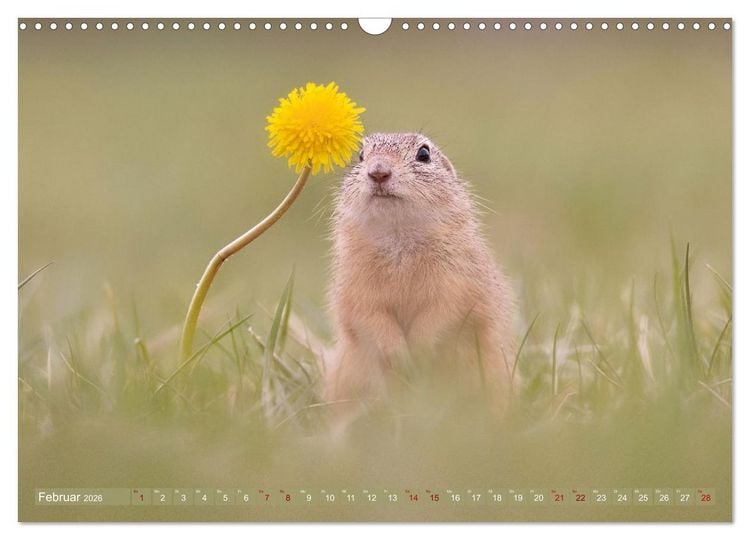 Produktbild: Zauberhafte Ziesel (Wandkalender 2026 DIN A3 quer), CALVENDO Monatskalender