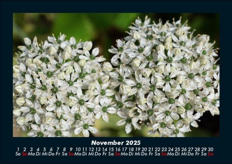 Produktbild: Blumenzauber 2025 Fotokalender DIN A5