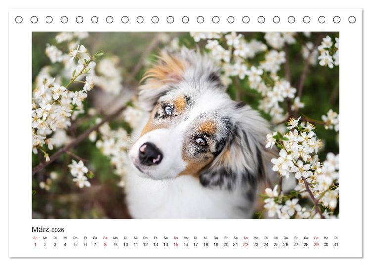 Produktbild: Herzensaussies - Australian Shepherd (Tischkalender 2026 DIN A5 quer), CALVENDO Monatskalender