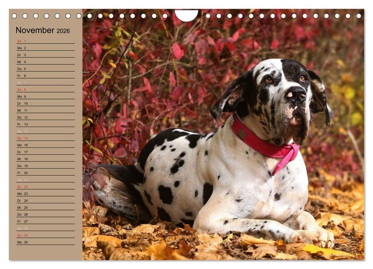 Produktbild: Deutsche Doggen - Sanfte Riesen (Wandkalender 2026 DIN A4 quer), CALVENDO Monatskalender