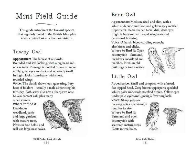 Produktbild: RSPB Pocket Book of Owls