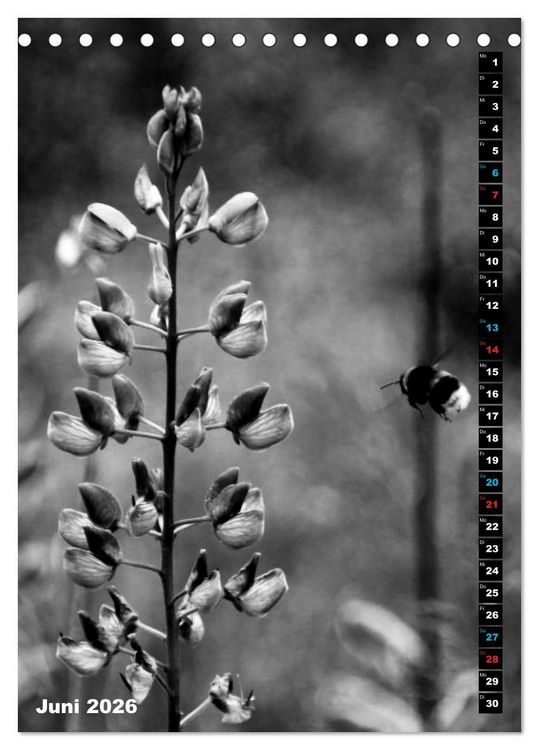 Produktbild: Blumige Graustufen - Schwarz und Wei&szlig; (Tischkalender 2026 DIN A5 hoch), CALVENDO Monatskalender