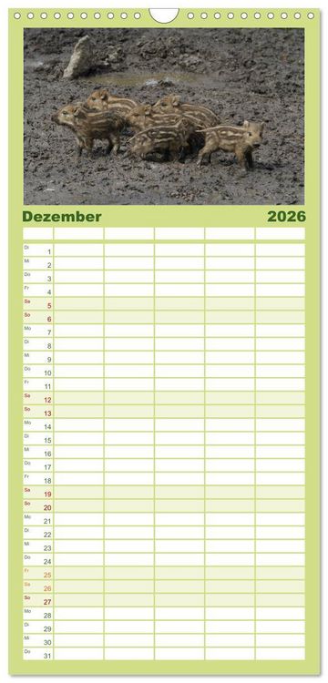 Produktbild: Familienplaner 2026 - Schweinkram - Die Wildschweine sind los mit 5 Spalten (Wandkalender, 21 x 45 cm) CALVENDO