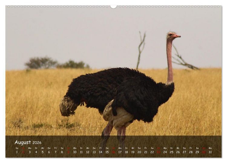 Produktbild: Wildes Ostafrika - Tansania und Kenia hautnah (hochwertiger Premium Wandkalender 2026 DIN A2 quer), Kunstdruck in Hochglanz