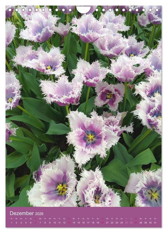 Produktbild: Tulpen. Bunter Fr&uuml;hling (Wandkalender 2026 DIN A4 hoch), CALVENDO Monatskalender