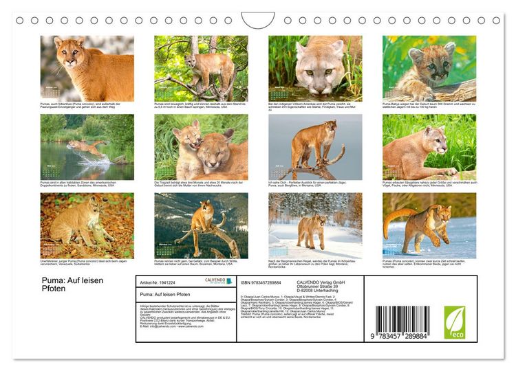 Produktbild: Puma: Auf leisen Pfoten (Wandkalender 2026 DIN A4 quer), CALVENDO Monatskalender