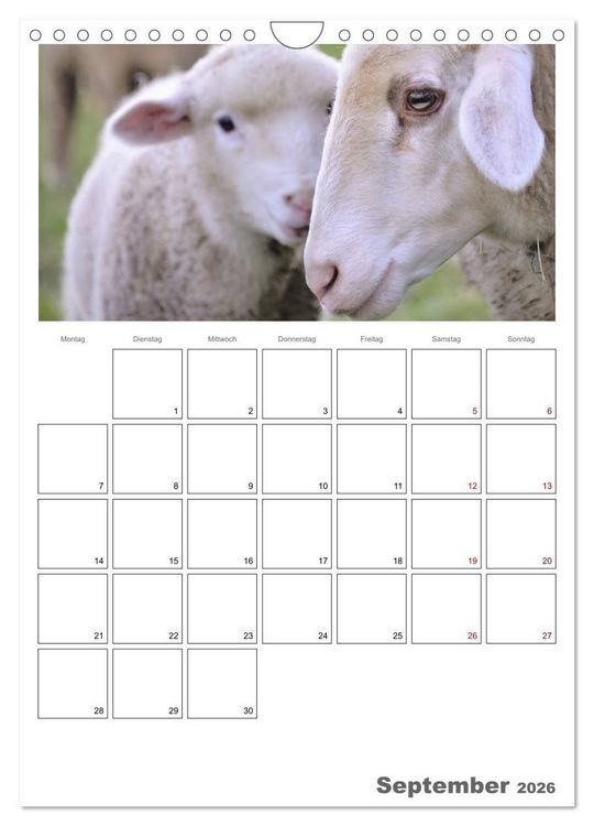 Produktbild: Schafe - 12 Monate in der Herde (Wandkalender 2026 DIN A4 hoch), CALVENDO Monatskalender