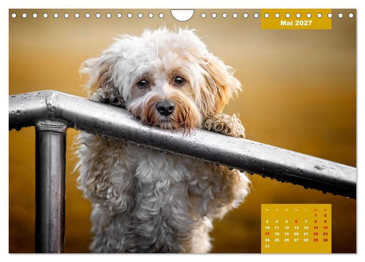 Produktbild: Rocket der Havaneser (Wandkalender 2027 DIN A4 quer), CALVENDO Monatskalender