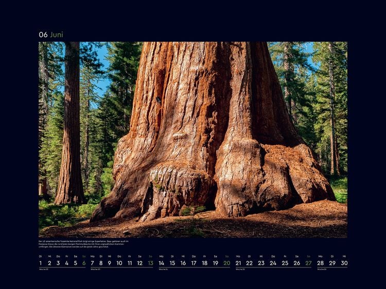 Produktbild: Alte B&auml;ume, Sinnbilder des Lebens - KUNTH Wandkalender 2027