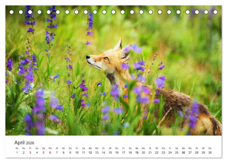 Produktbild: Flinke F&uuml;chse (Tischkalender 2026 DIN A5 quer), CALVENDO Monatskalender