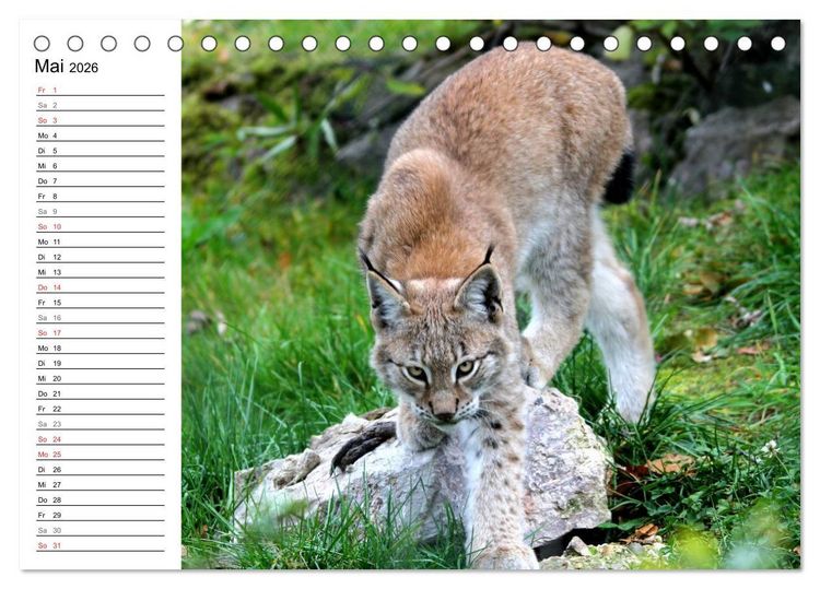 Produktbild: Der Luchs - Der J&auml;ger auf leisen Pfoten (Tischkalender 2026 DIN A5 quer), CALVENDO Monatskalender