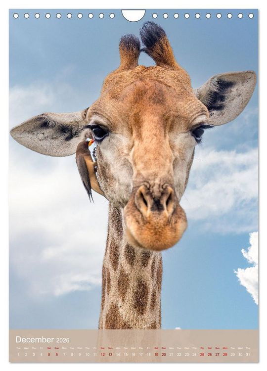 Produktbild: Giraffe Tales (Wall Calendar 2026 DIN A4 portrait), CALVENDO 12 Month Wall Calendar