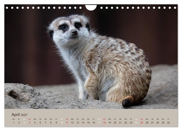 Produktbild: Quirlige Erdm&auml;nnchen (Wandkalender 2027 DIN A4 quer), CALVENDO Monatskalender