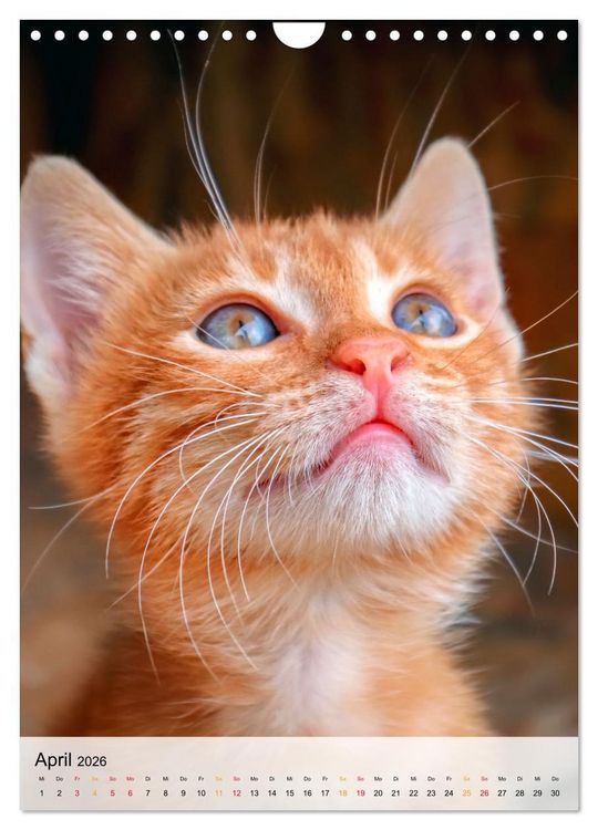 Produktbild: Katzen - s&uuml;&szlig; und kuschelig (Wandkalender 2026 DIN A4 hoch), CALVENDO Monatskalender