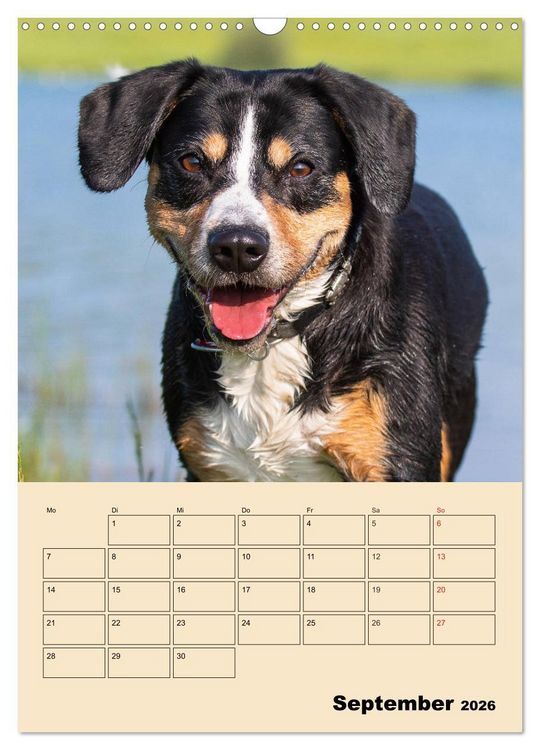 Produktbild: Jahresplaner Entlebucher Sennenhund (Wandkalender 2026 DIN A3 hoch), CALVENDO Monatskalender