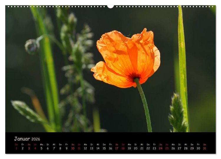 Produktbild: Just Mohn (Wandkalender 2026 DIN A2 quer), CALVENDO Monatskalender
