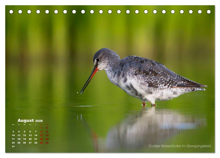 Produktbild: Wattv&ouml;gel an der Friesischen IJsselmeerk&uuml;ste (Tischkalender 2026 DIN A5 quer), CALVENDO Monatskalender