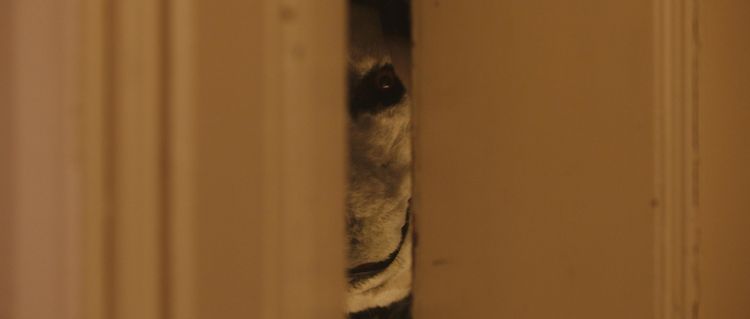 Produktbild: Good Boy