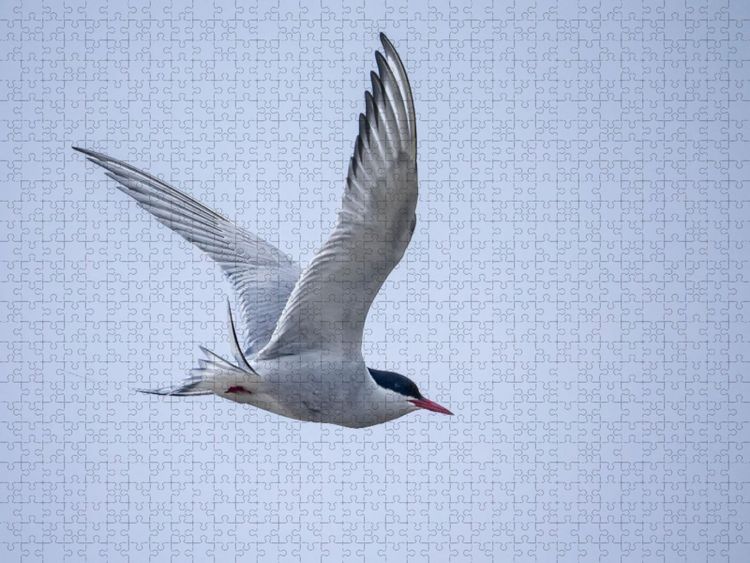 Produktbild: CALVENDO Puzzle K&uuml;stenseeschwalbe | 1000 Teile Lege-Gr&ouml;&szlig;e 64x48cm Foto-Puzzle f&uuml;r gl&uuml;ckliche Stunden