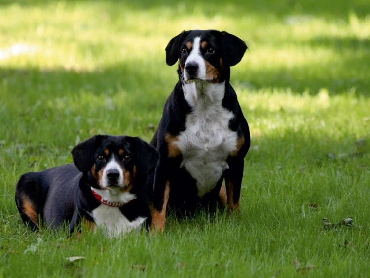 Produktbild: Entlebucher Sennenhunde Emma und Luna (Puzzle)