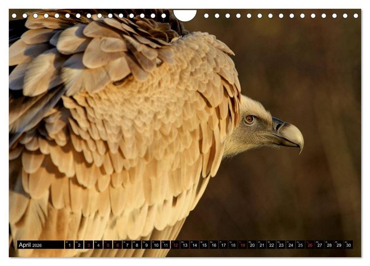 Produktbild: Adler und Greife - K&ouml;nige des Himmels (Wandkalender 2026 DIN A4 quer), CALVENDO Monatskalender
