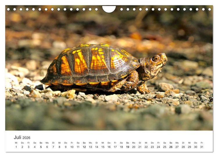 Produktbild: Reptilien - Tierische Farbenpracht (Wandkalender 2026 DIN A4 quer), CALVENDO Monatskalender