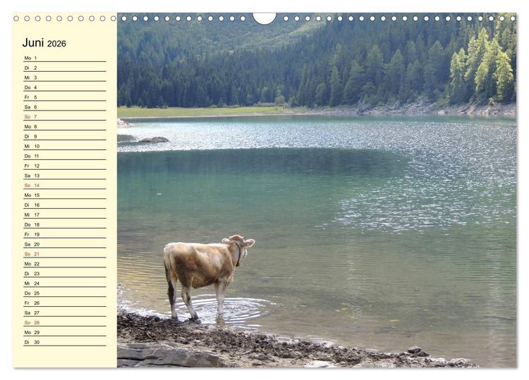 Produktbild: Gl&uuml;ckliche K&uuml;he auf saftigen Wiesen (Wandkalender 2026 DIN A3 quer), CALVENDO Monatskalender