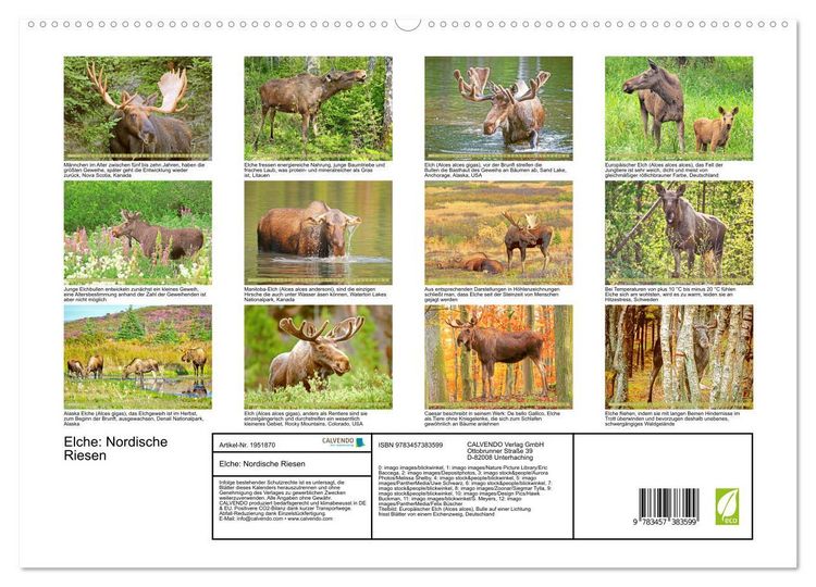 Produktbild: Elche: Nordische Riesen (hochwertiger Premium Wandkalender 2026 DIN A2 quer), Kunstdruck in Hochglanz