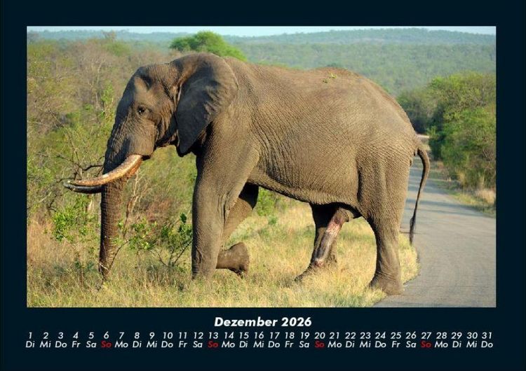 Produktbild: Der Elefantenkalender 2026 Fotokalender DIN A4