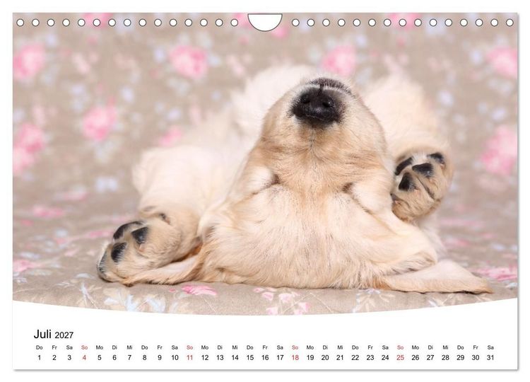 Produktbild: S&uuml;&szlig;e Tr&auml;ume 2027 - schlafende Hundewelpen (Wandkalender 2027 DIN A4 quer), CALVENDO Monatskalender