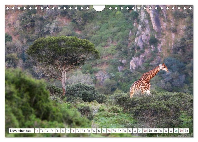 Produktbild: S&Uuml;DAFRIKA - Impressionen von der Garden Route (Wandkalender 2026 DIN A4 quer), CALVENDO Monatskalender