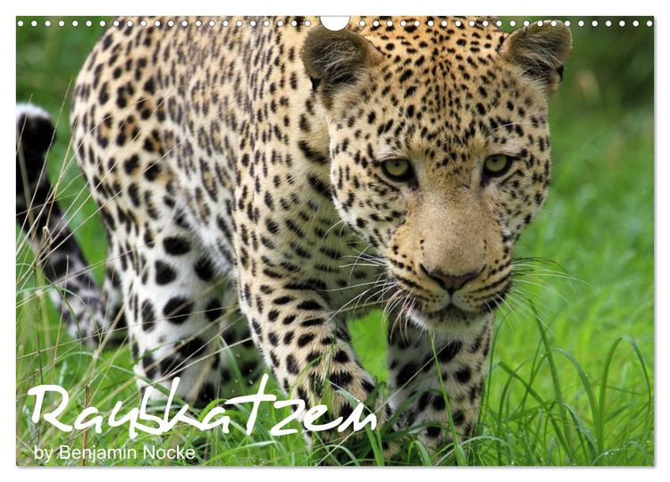 Produktbild: Raubkatzen (Wandkalender 2026 DIN A3 quer), CALVENDO Monatskalender