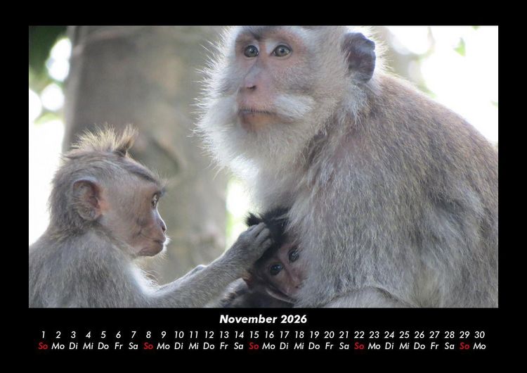 Produktbild: Welt der Affen 2026 Fotokalender DIN A3