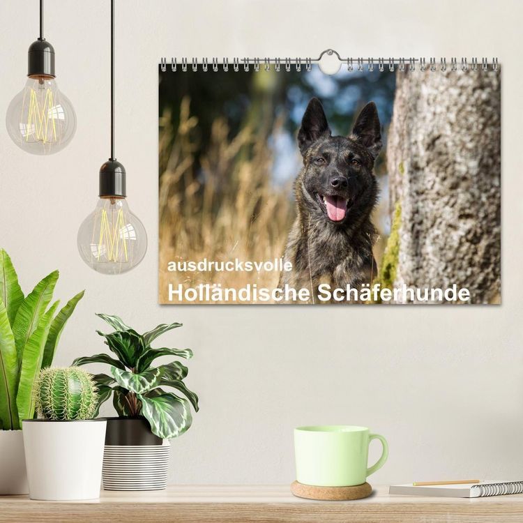 Produktbild: ausdrucksvolle Holl&auml;ndische Sch&auml;ferhunde (Wandkalender 2027 DIN A4 quer), CALVENDO Monatskalender