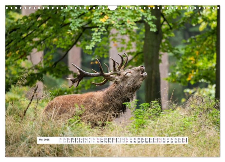Produktbild: Faszination Hirschbrunft (Wandkalender 2026 DIN A3 quer), CALVENDO Monatskalender