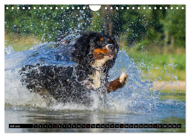 Produktbild: Berner Sennenhunde in Action (Wandkalender 2026 DIN A4 quer), CALVENDO Monatskalender