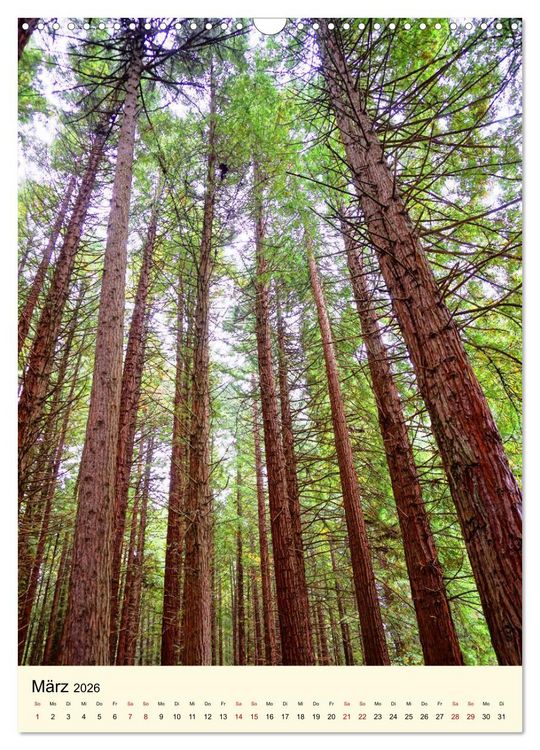 Produktbild: Redwoods - Faszination Mammutb&auml;ume (Wandkalender 2026 DIN A3 hoch), CALVENDO Monatskalender