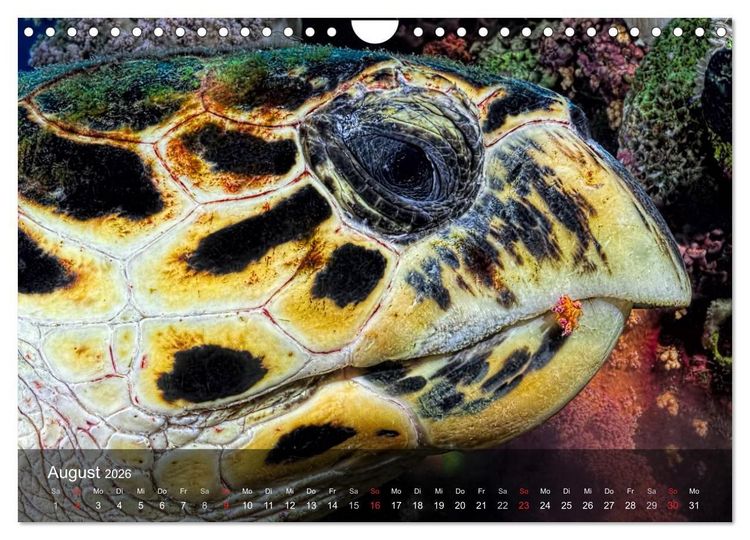 Produktbild: Schildkr&ouml;ten des Ozeans (Wandkalender 2026 DIN A4 quer), CALVENDO Monatskalender
