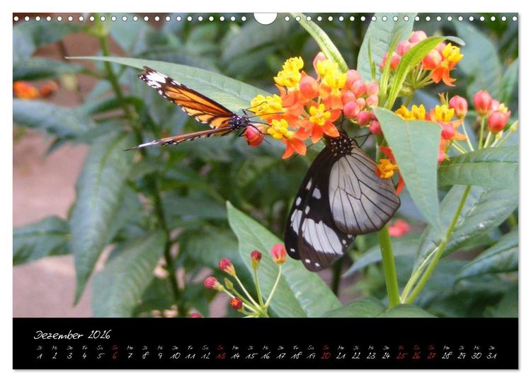 Produktbild: Schmetterlinge (Wandkalender 2026 DIN A3 quer), CALVENDO Monatskalender