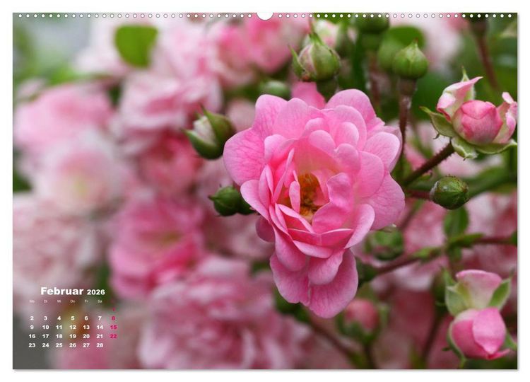 Produktbild: Zauberhafter Rosenreigen (hochwertiger Premium Wandkalender 2026 DIN A2 quer), Kunstdruck in Hochglanz