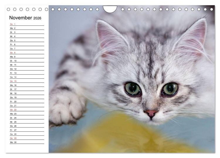 Produktbild: Bezaubernde Rassekatzen (Wandkalender 2026 DIN A4 quer), CALVENDO Monatskalender