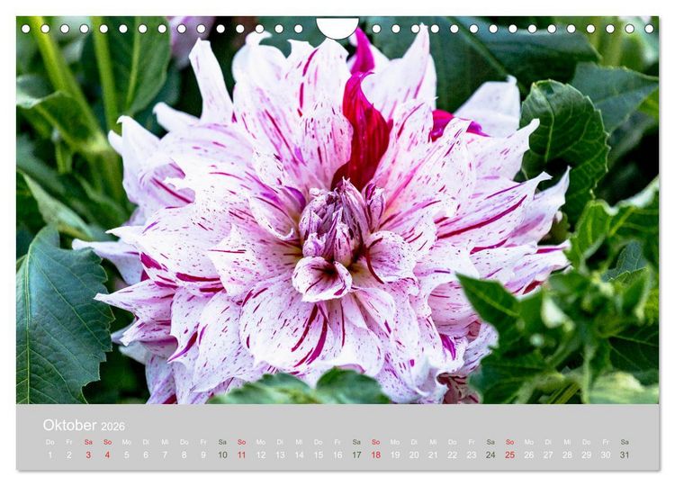 Produktbild: Dahlien - Prachtvolle Bl&uuml;ten des Sp&auml;tsommers (Wandkalender 2026 DIN A4 quer), CALVENDO Monatskalender