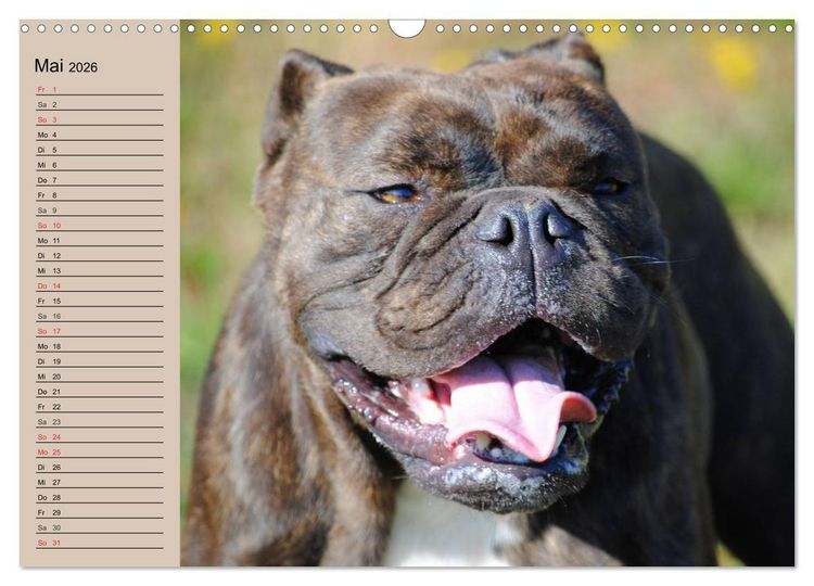 Produktbild: Faszination Bulldogge (Wandkalender 2026 DIN A3 quer), CALVENDO Monatskalender
