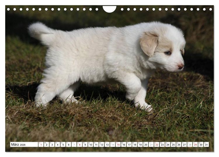 Produktbild: Border Collie Welpen (Wandkalender 2026 DIN A4 quer), CALVENDO Monatskalender