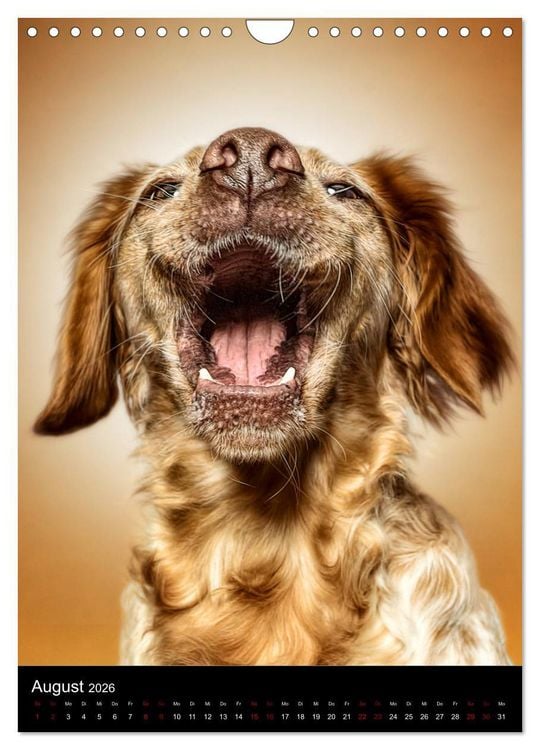 Produktbild: Funny Faces - Lustige Hundebilder (Wandkalender 2026 DIN A4 hoch), CALVENDO Monatskalender