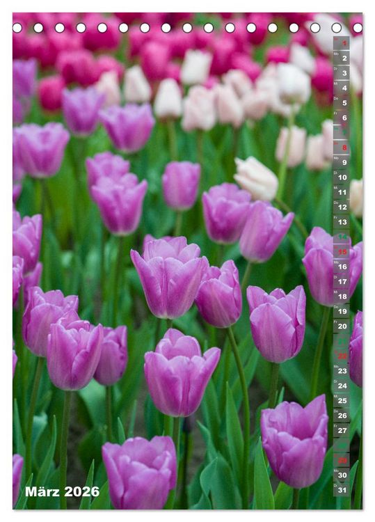 Produktbild: Tulpen - die Fr&uuml;hlingsblume (Tischkalender 2026 DIN A5 hoch), CALVENDO Monatskalender