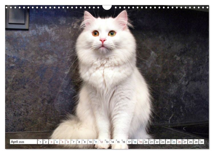 Produktbild: Die Perserkatze - Farbschlag Wei&szlig; (Wandkalender 2026 DIN A3 quer), CALVENDO Monatskalender