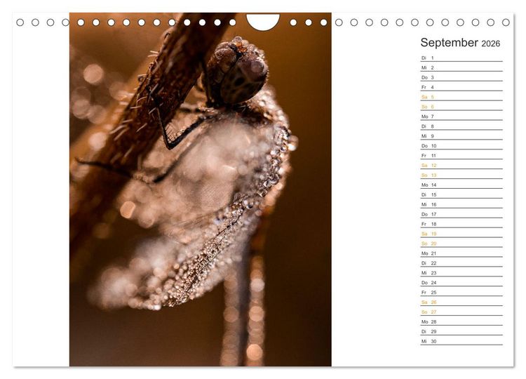 Produktbild: Kleine Wunder vor der Haust&uuml;r (Wandkalender 2026 DIN A4 quer), CALVENDO Monatskalender